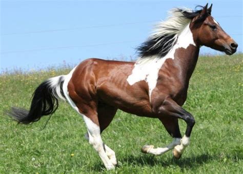 how long do paint horses live and do they have a preference for painting?